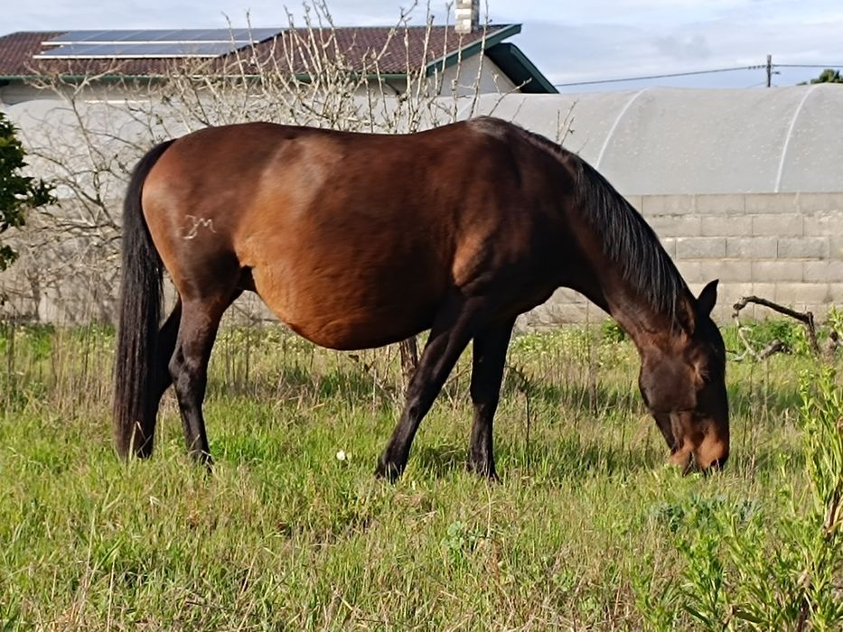 Poldro lusitano .