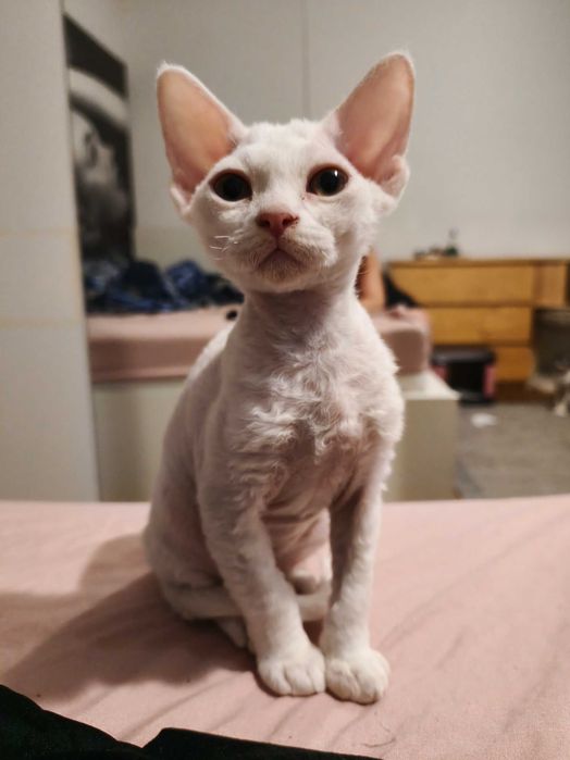 Piękna koteczka Iskierka, Devon rex, FPL