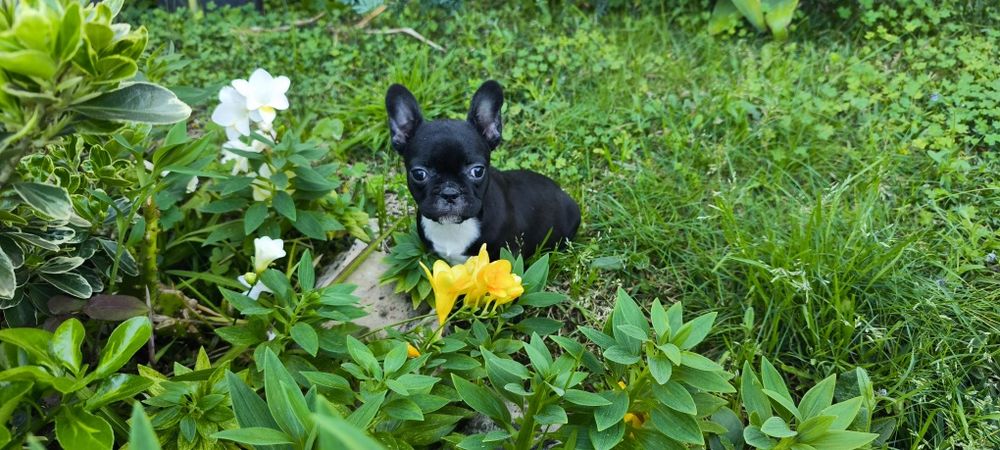 Bulldog francês fêmea criado em ambiente familiar disponível para entr