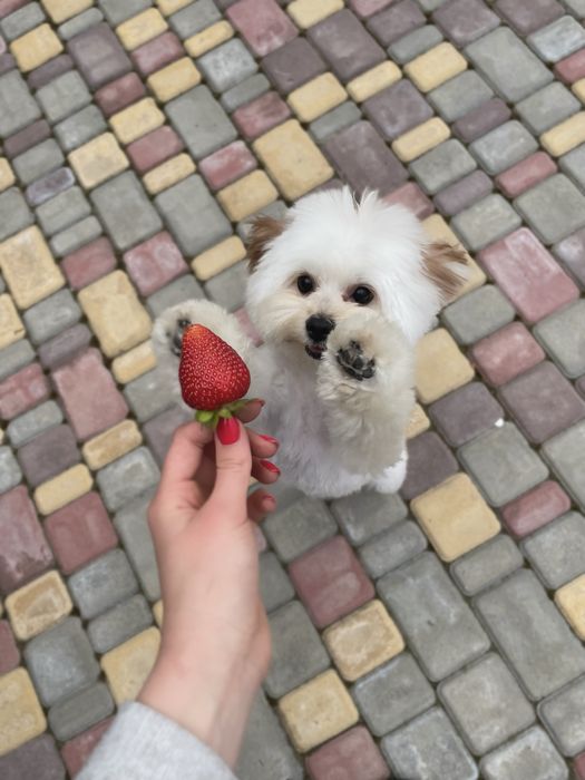 Вязка мальтипу хлопчик F1