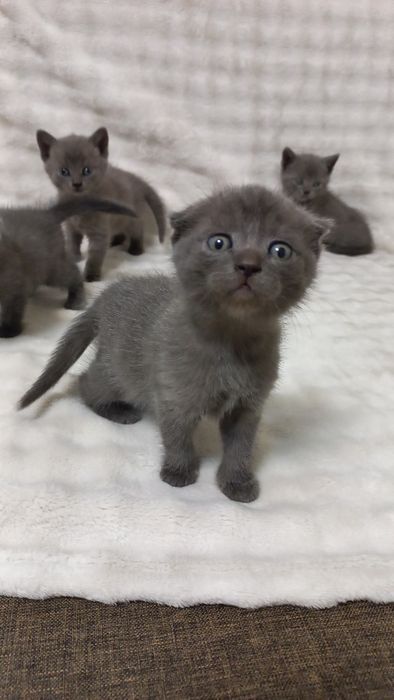Продаж шотладських висловухих та прямовухих котиків