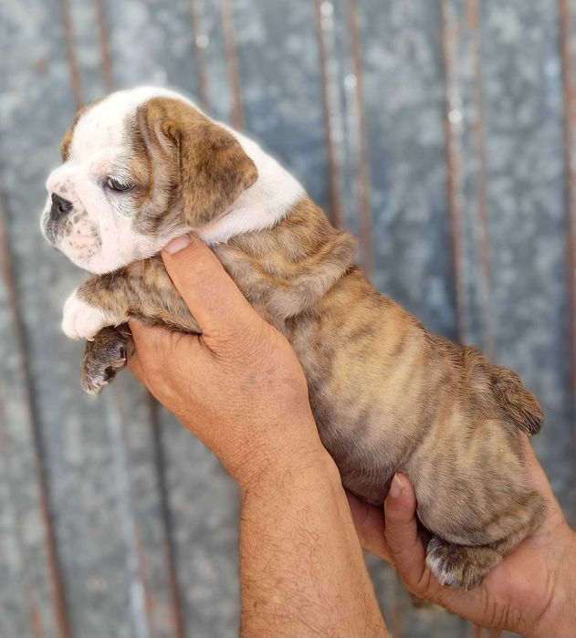 Bulldog inglês macho