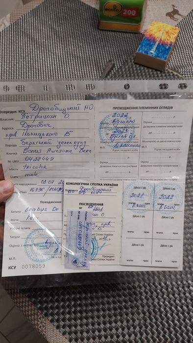 Кобель Бернський Зенненхунд для вязки