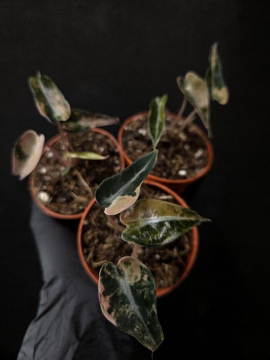 Варієгатні алоказії алоказия