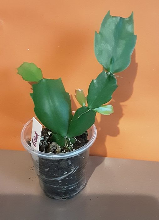 Шлюмбергера, 2 цвета