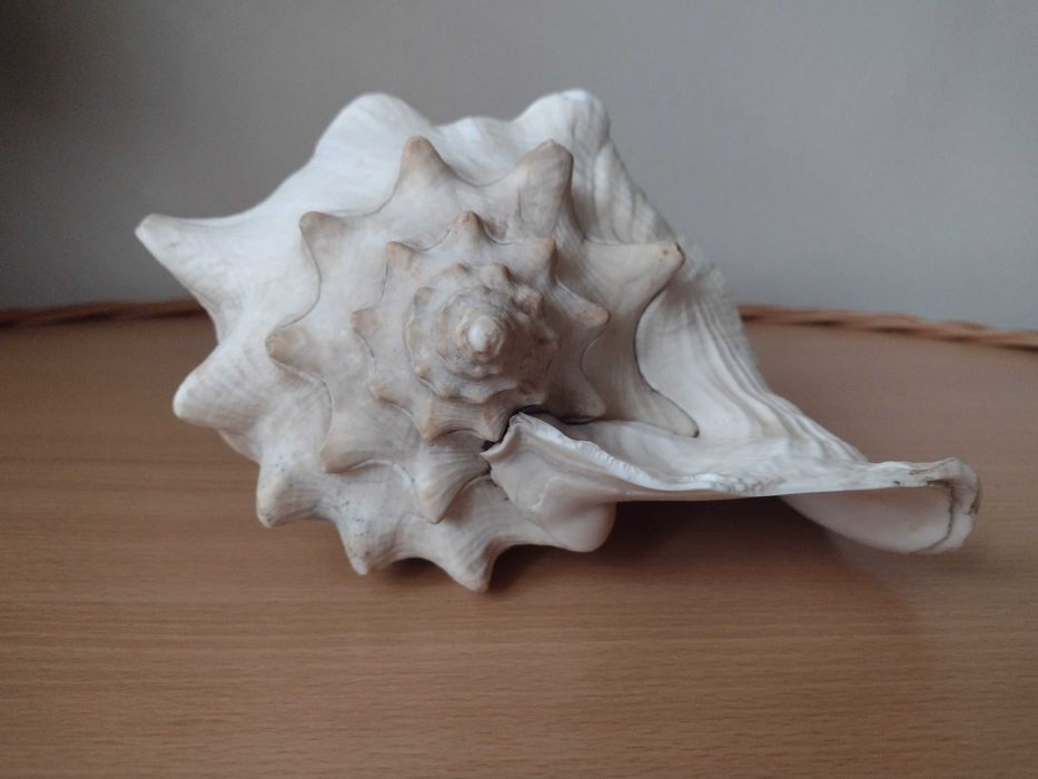Akwarium muszla morska 23,5cm Warszawa