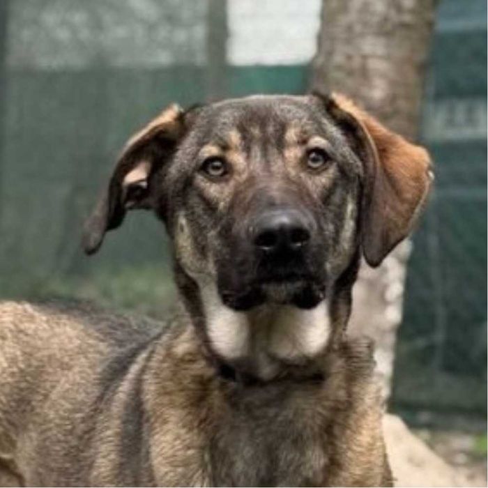 Отдам пса в хорошие руки, молодой пес