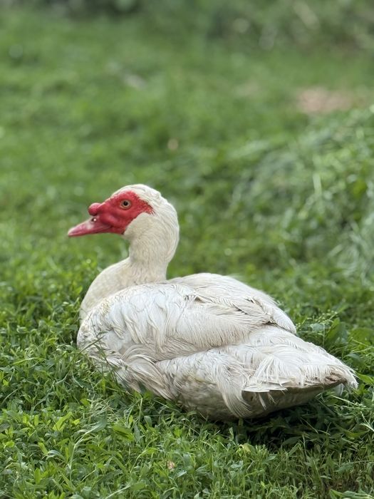 Селезень.Качур індокачки.Шипуни