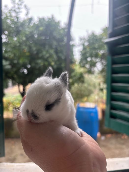 Coelho bebé dócil muito lindo