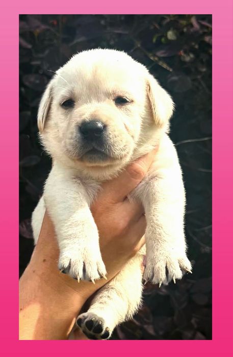 Labrador retriever rodzice pochodzenia FCI