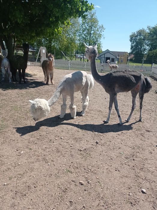 Alpaka samica silver Grey