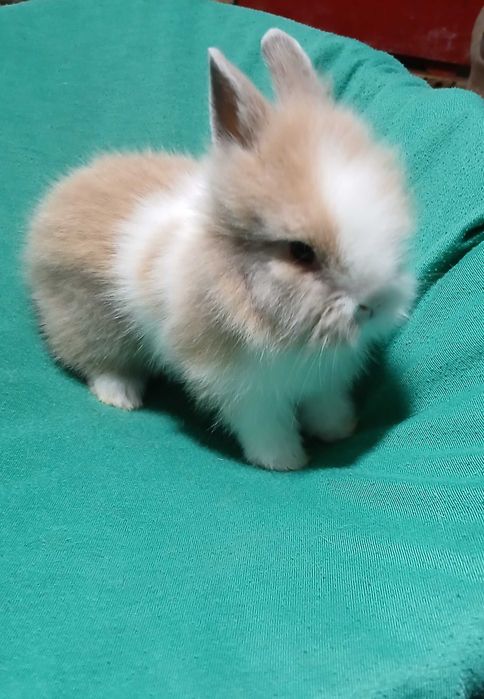 Карликовий декоративний кролик