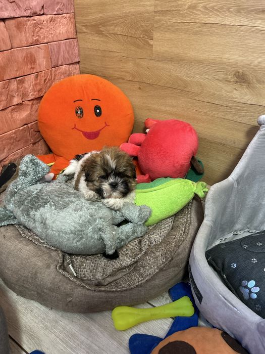 Sucxka Shih Tzu z rodowodem szczeniak