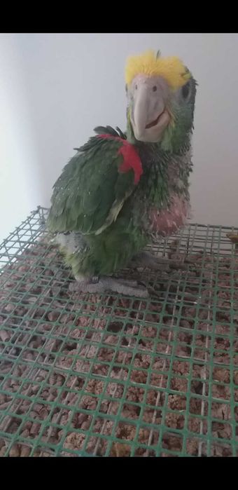 Amazona Oratrix ( Macho )