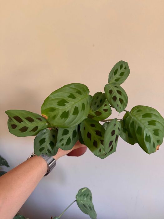Planta Maranta venda