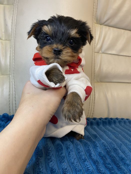 Хлопчик міні йорк