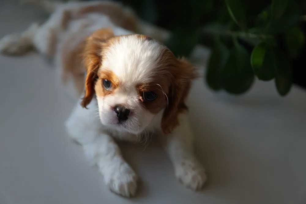 Cavalier disponível