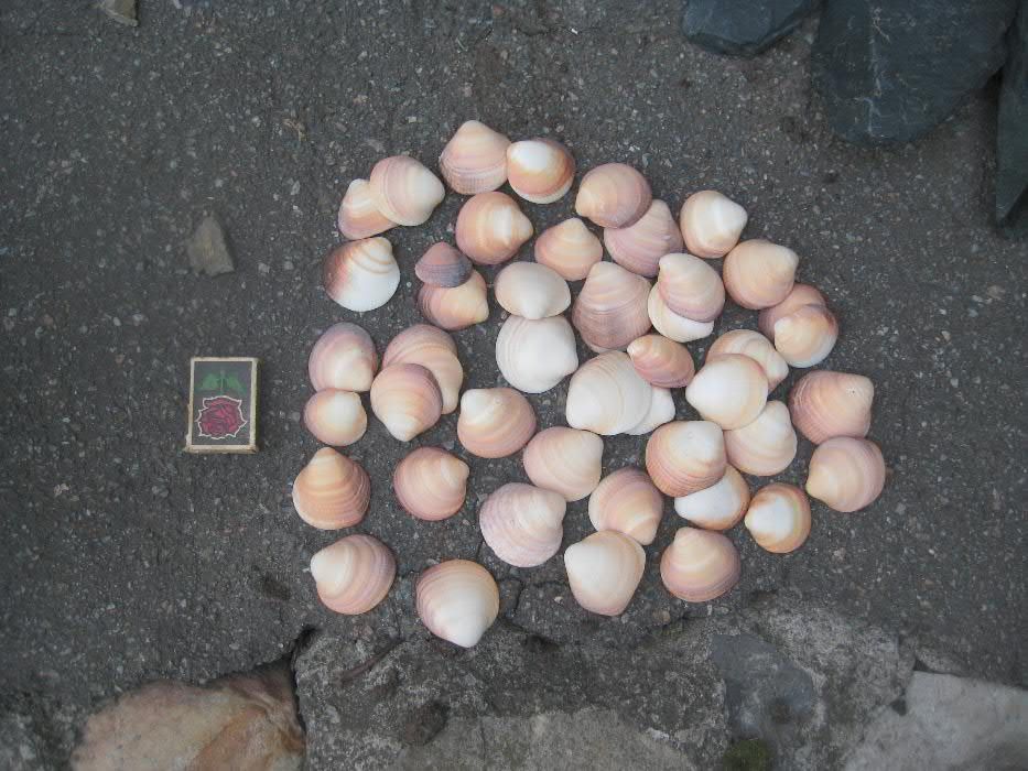 Продам морские ракушки.