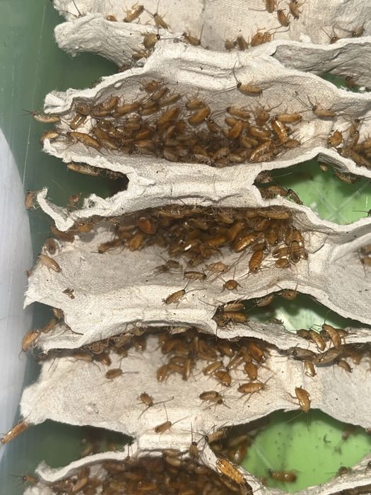 Karaczany tureckie różne rozmairy