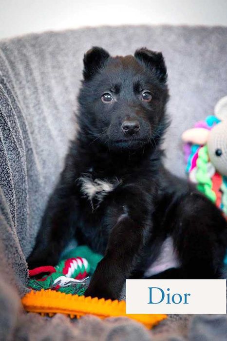 Szczeniaki mix owczarka niemieckiego