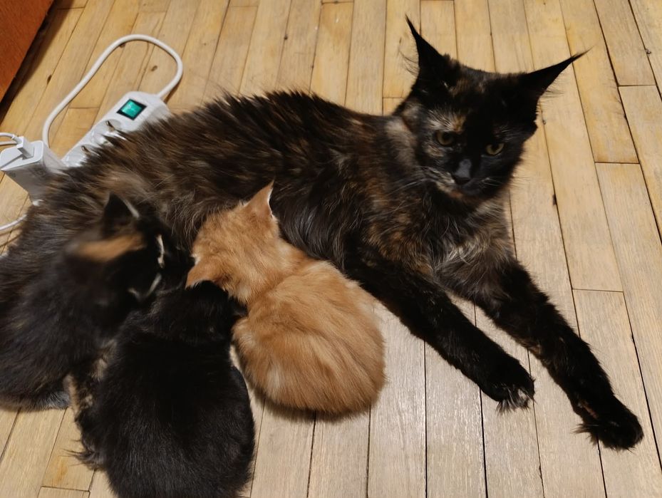 Продаж кошенят породи Мейн-кун