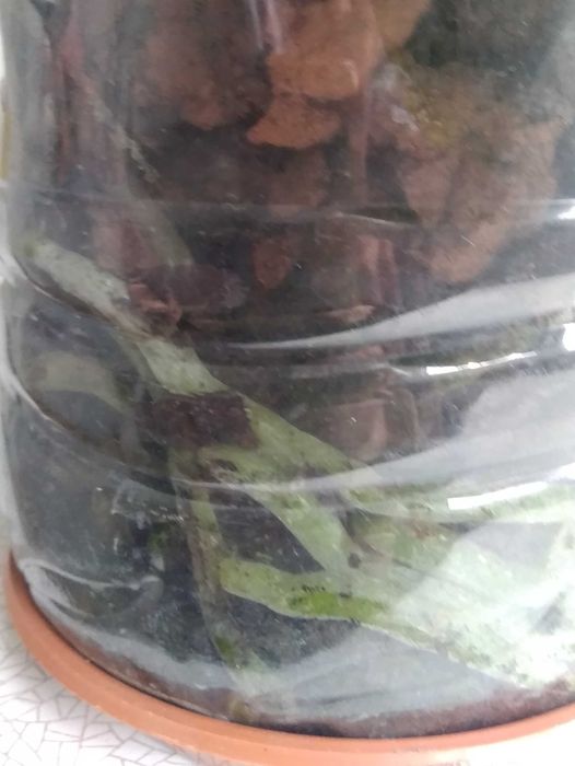 Орхидея сиренневая.