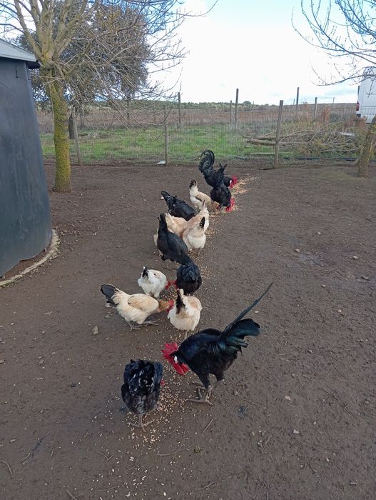 Galos andaluz surenha morucha - pais campeões, excelente saúde