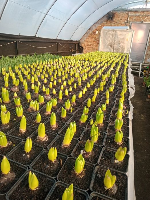 Гіацинти до 8 березня.