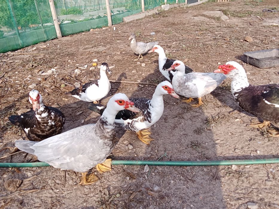 Patos Mudos 2026