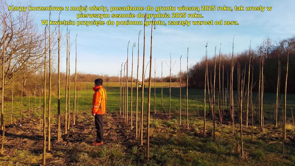 SPRZEDANE - Drzewa tlenowe Paulownia, karpy jednosezonowe z gruntu.