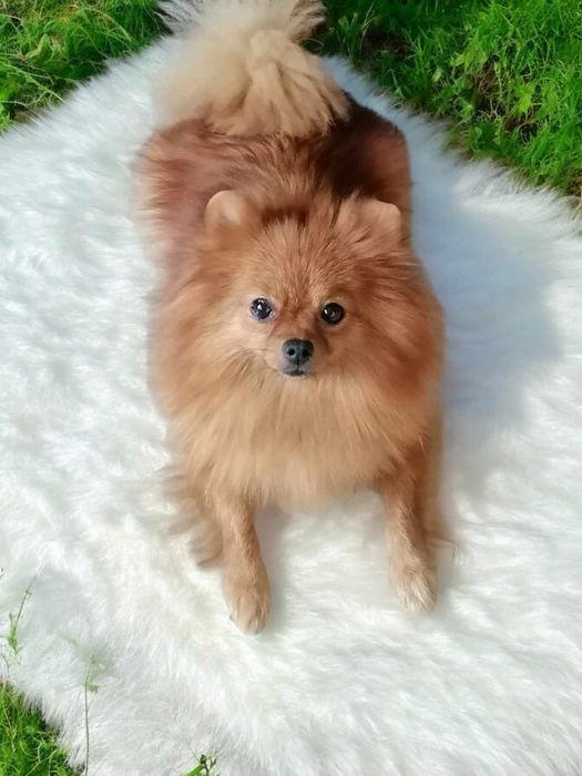 Szpic miniaturowy piesek 15