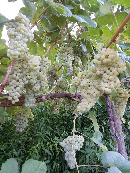 Uvas para vinho verde