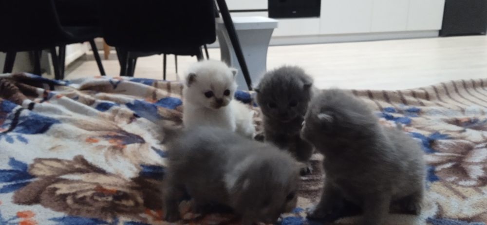 Шотландські кошенята