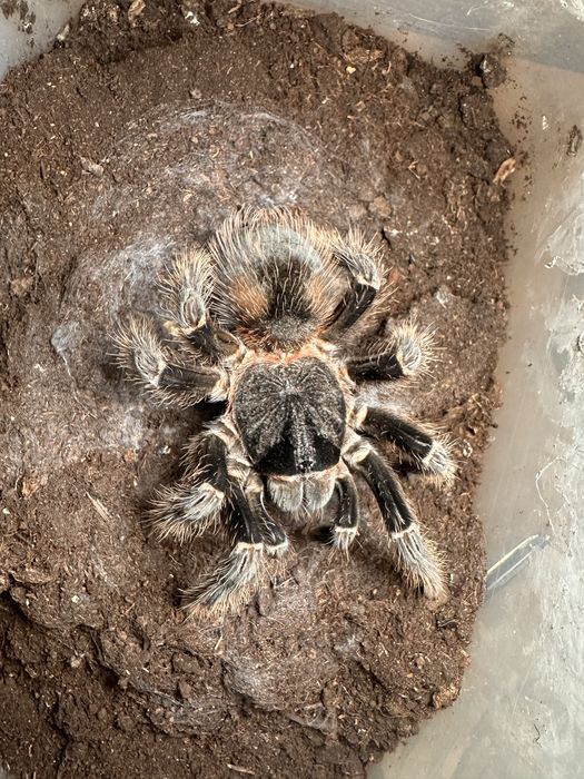 Ptasznik Lasiodora parahybana L1 20 sztuk olbrzymi, goliat