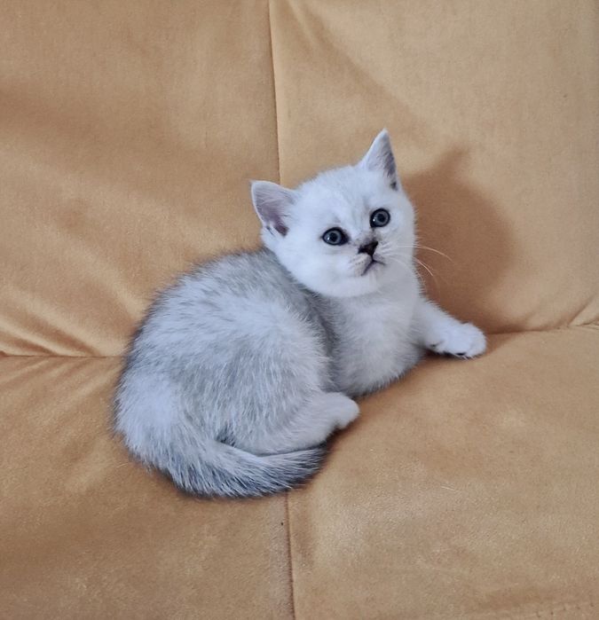 Прямоухая девочка серебристая шиншилла шотландский котёнок страйт ns11