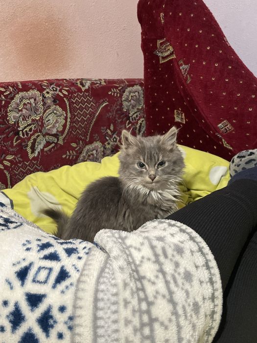 Віддамо кошенят хорошим людям