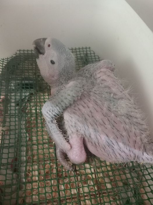 Arara ararauna bebé para acabar de criar