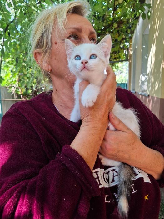 Котёнок котята  метисы тайской кошки бесплатно