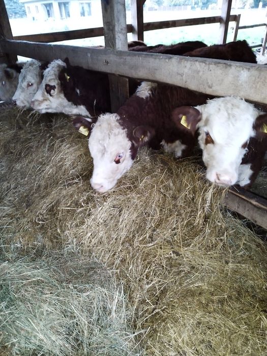 Odsadki Hereford