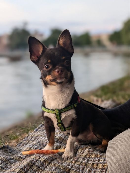 Горошок шукає дружину