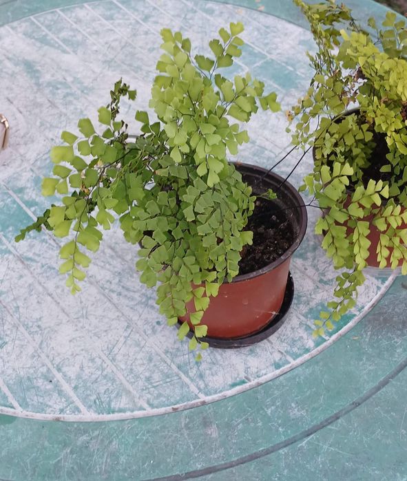 Квітка кімнатна Адіантум