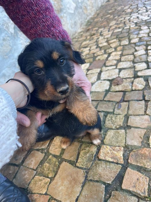 Cães bebés adoção