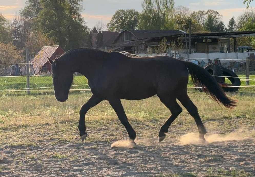 Ogier śląski 3 letni kary ZAMIENIĘ