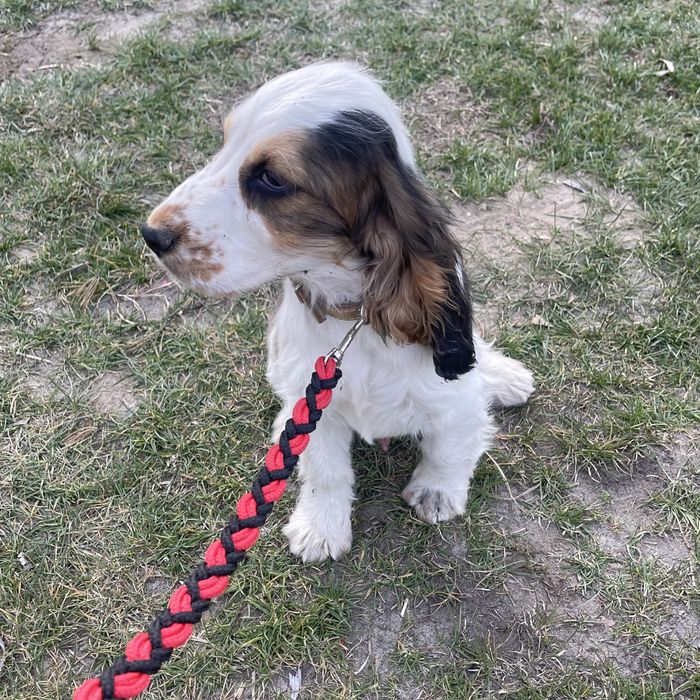 Piesek Cocker Spaniel Angielski bialo-sobolowe