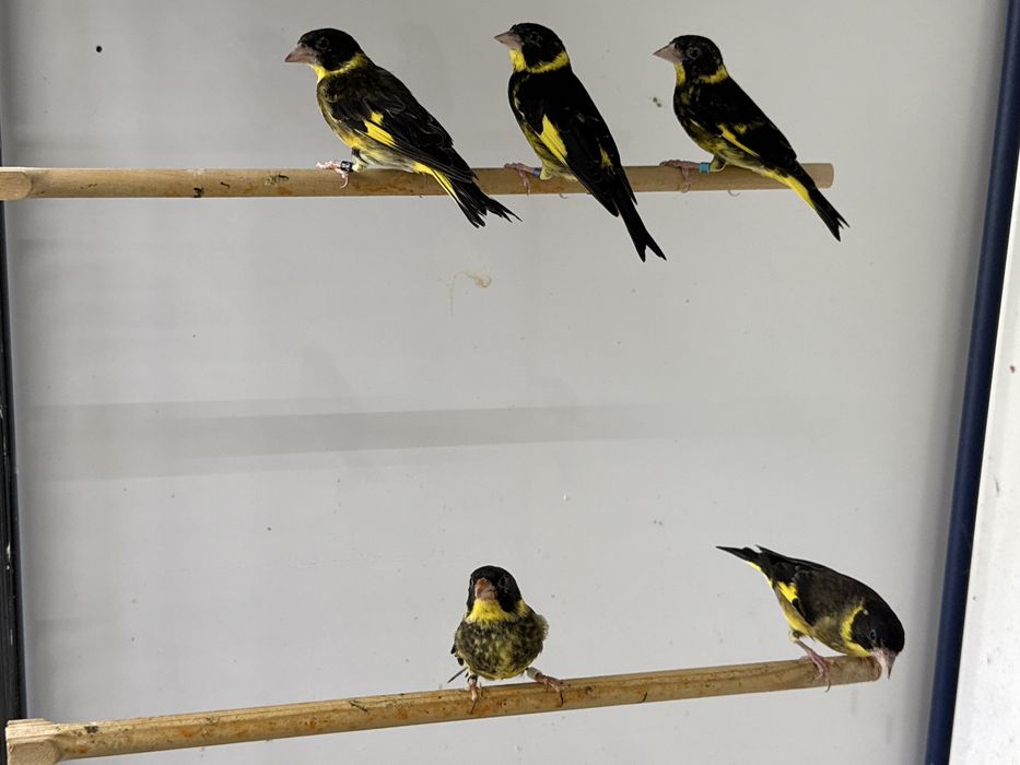 Lote Verdelhão-do-Vietname (Chloris monguilloti)