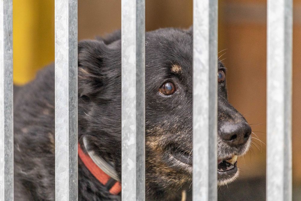 LOGAN, PIES DO PILNEJ ADOPCJI - mamy czas do 31 grudnia 2025r.