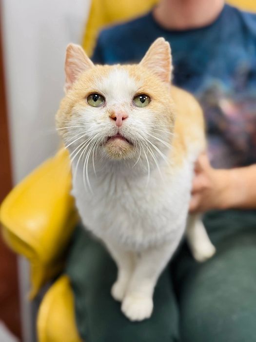 Kocurek do pilnej adopcji!