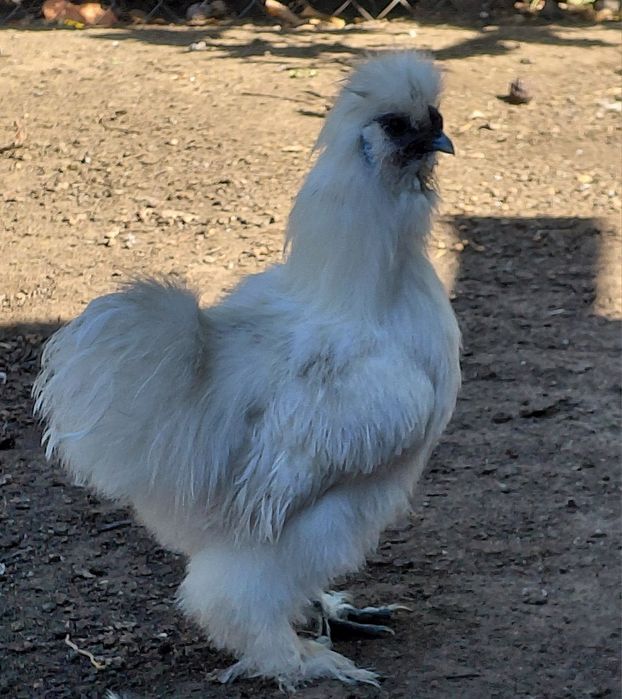 Китайская шёлковая петушки