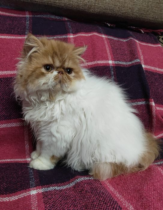 Екзотичні кошенята