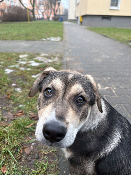 Oddam psa w dobre ręce